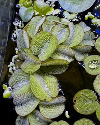 Salvinia pianta acquario