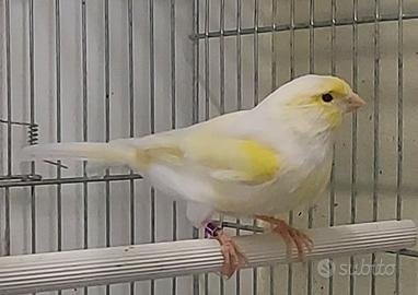 Canarini novelli 2024 e riproduttori 2023