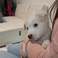 Cuccioli di meticcio bianchi