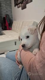 Cuccioli di meticcio bianchi