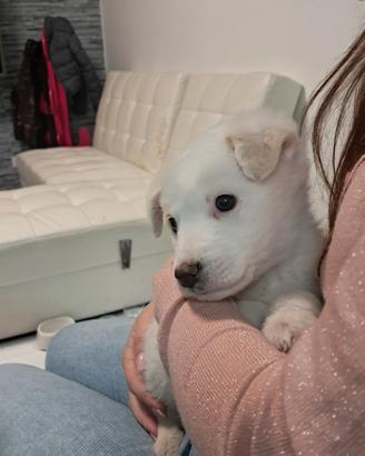 Cuccioli di meticcio bianchi