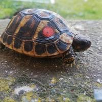 Tartaruga di terra Testudo hermanni