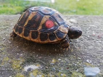 Tartaruga di terra Testudo hermanni
