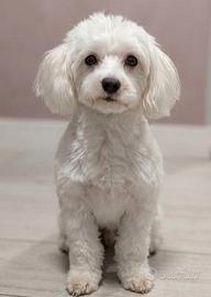 Maltese da monta 