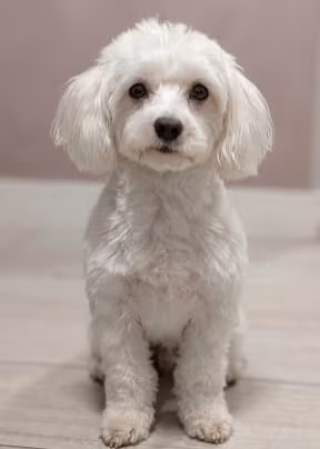 Maltese da monta 