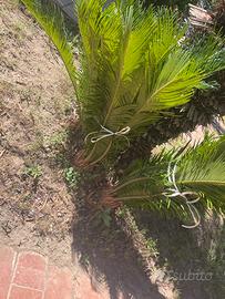 Pianta cycas