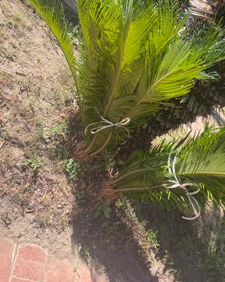 Pianta cycas