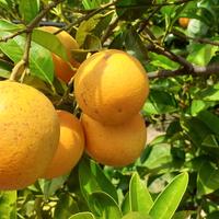 Giovane agrumeto tipo "Biondo tardivo"
