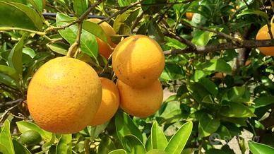 Giovane agrumeto tipo "Biondo tardivo"