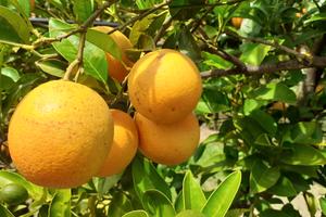 Giovane agrumeto tipo "Biondo tardivo"