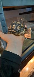 Tartaruga pardalis 12/14cm