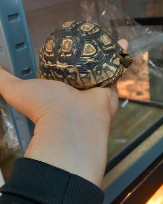Tartaruga pardalis 12/14cm