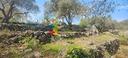 vigneto-e-uliveto-alle-pendici-dell-etna