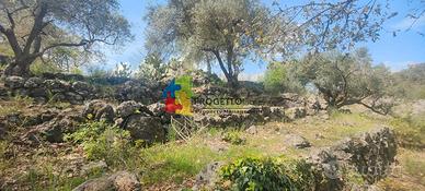 Vigneto e uliveto alle pendici dell'etna
