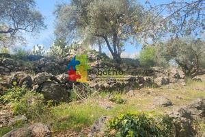 Vigneto e uliveto alle pendici dell'etna