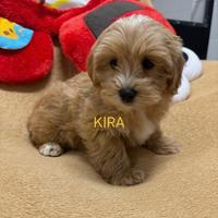 Maltipoo Toy