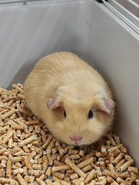 Cavia peruviana english