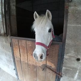 Splendida Pony Grigia