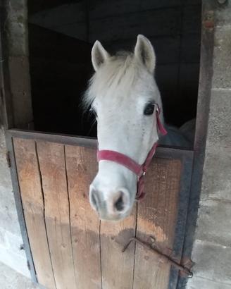 Splendida Pony Grigia