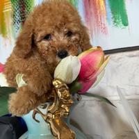 Barboncino Toy e mini Toy