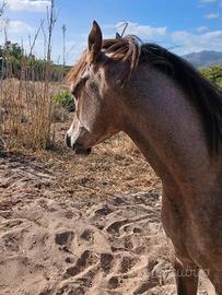Cavallo puro sangue arabo con documenti Anica