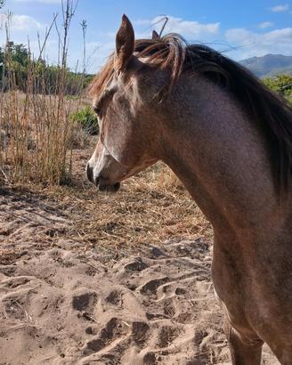 Cavallo puro sangue arabo con documenti Anica
