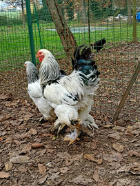 Gallo brahma