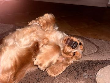Cocker Spaniel