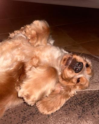 Cocker Spaniel