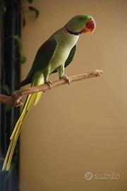 Pappagallo grande alessandrino