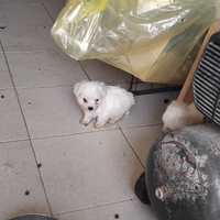 Malesi 2 maschi 1 femmina