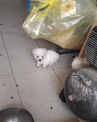 Malesi 2 maschi 1 femmina