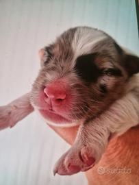 Cuccioli australian shepherd red merle blue