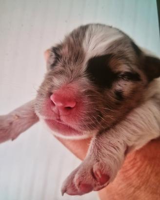 Cuccioli australian shepherd red merle blue