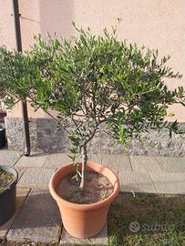 PIANTE ULIVO FRUTTIFERE