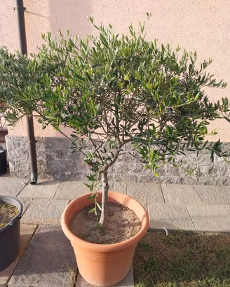 PIANTE ULIVO FRUTTIFERE