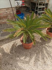 Pianta Cycas 
