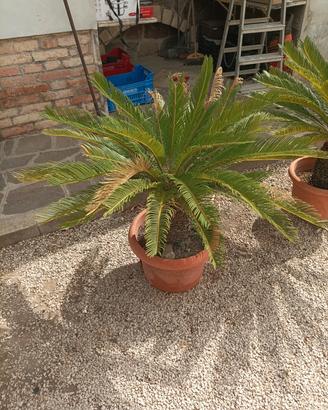 Pianta Cycas 