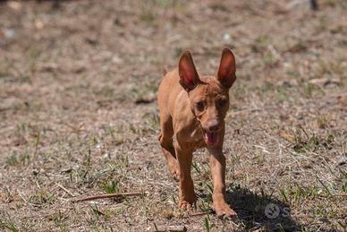 Cucciolone cirneco con pedegree in affido