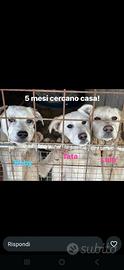 Cuccioli trovatelli taglia media