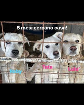 Cuccioli trovatelli taglia media