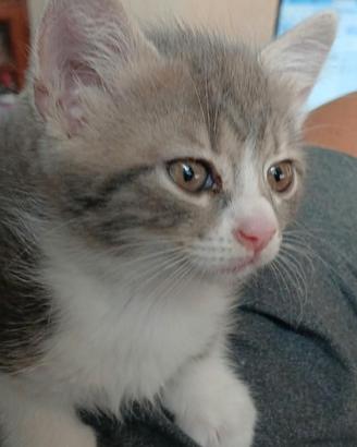 Gattina bianca e grigia femmina