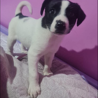 Cucciolo in adozione