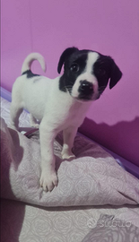 Cucciolo in adozione