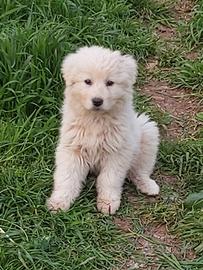 Cucciola pastore maremmano abruzzese