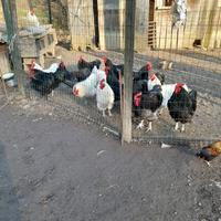 Galli australorp