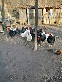 Galli australorp