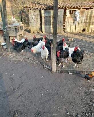 Galli australorp