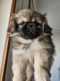 Cuccioli pechinese
