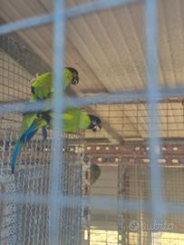 Canuri testa nera riproduttiva